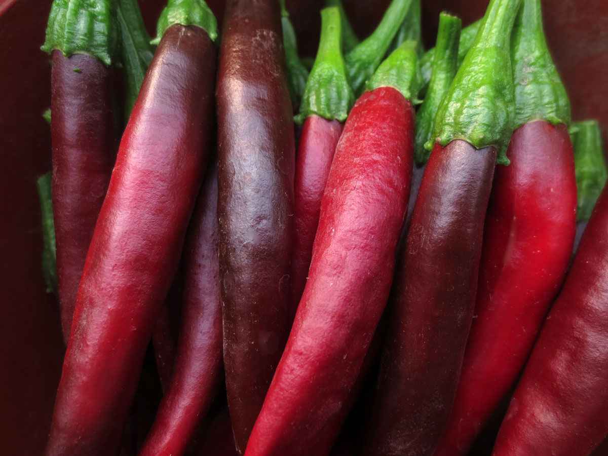 Peppers by Susan Fluegel